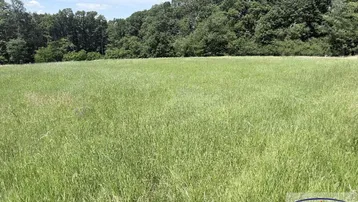 Weitläufiges grünes Feld mit dichtem Wald im Hintergrund unter einem klaren blauen Himmel.