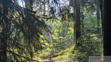 Expose Schöner Hochwald