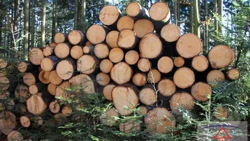 Gestapelte Holzstämme in einem sonnigen Wald, umgeben von Bäumen und jungem Grün.