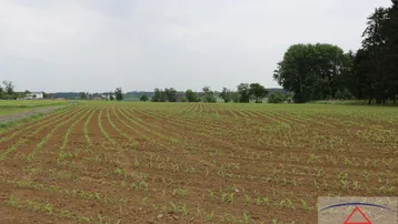 Ein weites Feld mit jungen Pflanzen unter einem bewölkten Himmel, umgeben von Bäumen und ländlicher Landschaft.