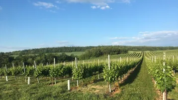Malerische Weinberge unter blauem Himmel mit grünen Hügeln im Hintergrund.