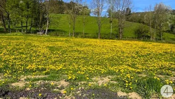 Weites Feld voller gelber Löwenzahnblüten unter blauem Himmel mit grünen Hügeln im Hintergrund.