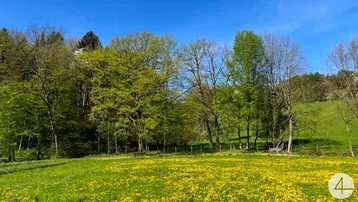 Weite grüne Wiesen mit blühenden Blumen und dichtem Wald im Hintergrund unter blauem Himmel.
