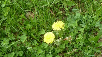 Nahaufnahme von grünem Gras und Klee mit leuchtend gelben Löwenzahnblüten in einem Gartenbereich.