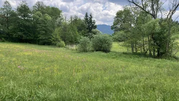 Weitläufige grüne Wiese mit Bäumen und bewaldeten Hügeln im Hintergrund unter bewölktem Himmel.