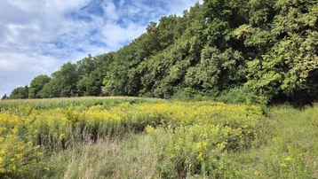 Weite Landschaft mit blühenden gelben Blumenfeldern und dichtem Wald im Hintergrund unter bewölktem Himmel.
