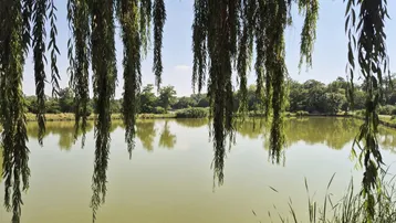 Weidenzweige hängen über einem ruhigen See, umgeben von üppigem Grün unter blauem Himmel.