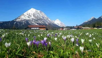 Weitläufiges Blumenfeld mit Krokussen im Vordergrund und schneebedeckten Bergen im Hintergrund unter blauem Himmel.