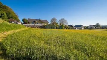 Weitläufiges Feld mit gelben Blumen und Häusern im Hintergrund unter blauem Himmel.