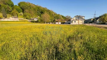 Weitläufiges Feld mit gelben Blumen und Häusern am Horizont vor einem grünen Hügel.