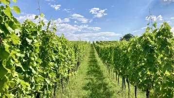 Weitläufige Weinberge unter blauem Himmel mit weißen Wolken, die sich bis zum Horizont erstrecken.