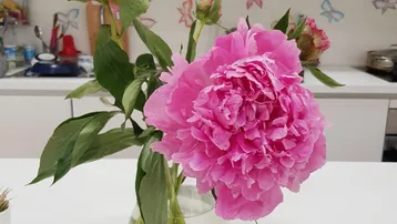 Helle Küche mit weißen Hochglanzschränken und einem Strauß rosa Pfingstrosen auf dem Tisch.
