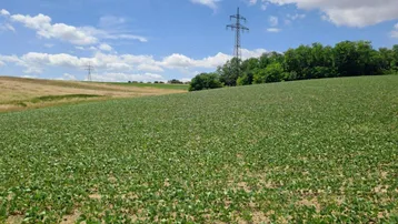Expose Landwirtschaftliche Fläche in Moosbrunn – 37.000 m². Kaufpreis auf Anfrage!
