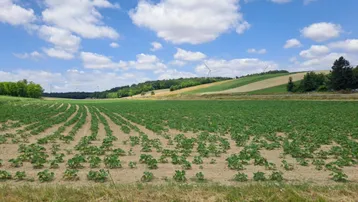 Weites Feld mit jungen Pflanzen, sanften Hügeln und Windrädern am Horizont unter blauem Himmel.
