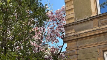 Detailansicht einer historischen Fassade mit blühenden Magnolienbäumen im Frühling.