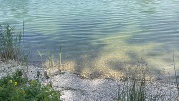 Uferbereich eines Sees mit klarem Wasser und üppiger Vegetation am Rand unter blauem Himmel.