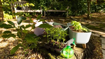 Sonniger Gartenbereich mit jungen Pflanzen, Gartengeräten und einer Holzbank im Hintergrund.