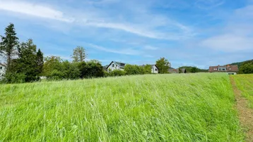 Grünes Feld mit hohem Gras und Häusern im Hintergrund unter blauem Himmel, bietet eine weite Aussicht.