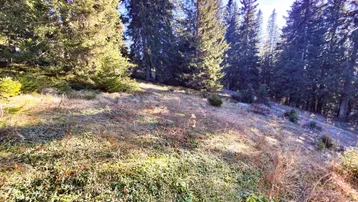 Natürliches Waldgrundstück mit hohen Nadelbäumen und sonnigem Hang, ideal für Naturliebhaber.