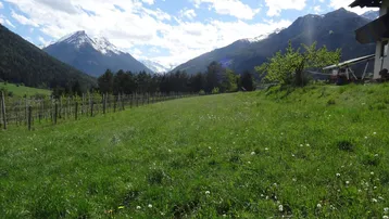 Weitläufige grüne Wiese mit Weinreben und beeindruckendem Bergblick unter blauem Himmel.