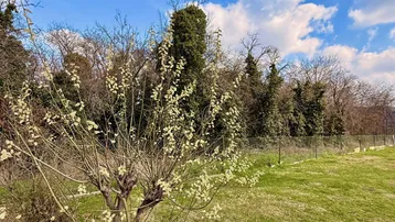 Grüne Gartenfläche mit blühenden Sträuchern und Bäumen unter blauem Himmel.