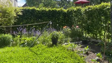 Gepflegter Garten mit üppiger Hecke, Rasenfläche und verschiedenen Pflanzen im Sonnenlicht.