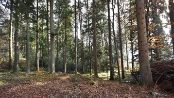 Dichter Wald mit hohen Bäumen und herbstlichem Laub auf dem Boden, durch das Sonnenlicht fällt.