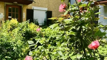 Nahaufnahme von rosa Rosen im Garten vor der gelben Fassade eines Wohngebäudes mit Fenstern.
