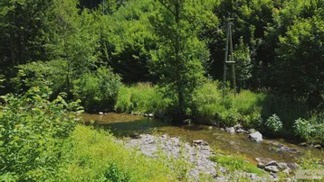 Natürlicher Bachlauf mit Felsen und üppiger Vegetation, umgeben von dichtem Wald.