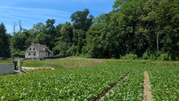 Haus am Feldrand mit grünen Pflanzen im Vordergrund und Wald im Hintergrund unter blauem Himmel.