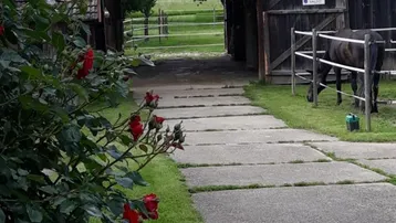 Betonweg führt zu einem rustikalen Stallgebäude mit Holztor, umgeben von grünen Rosenbüschen und Weideland.