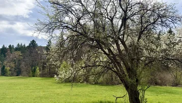 Großer blühender Baum auf einer grünen Wiese mit Wald im Hintergrund unter blauem Himmel.