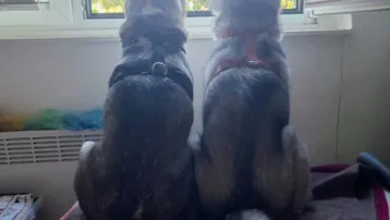 Zwei Hunde blicken aus dem Fenster auf die grüne Umgebung an einem sonnigen Tag.