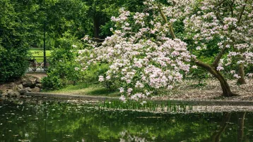 Blühender Magnolienbaum am Teichrand in einer grünen Parklandschaft mit ruhiger Atmosphäre.