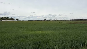 Weites grünes Feld unter bewölktem Himmel mit einem Schotterweg im Vordergrund, der die ländliche Umgebung zeigt.