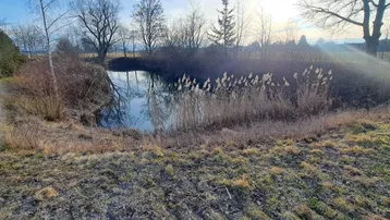 Natürlicher Teich umgeben von Schilf und Bäumen unter blauem Himmel.
