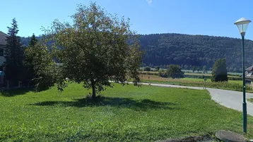 Sonniges Grundstück mit grüner Wiese und einem Baum, umgeben von Hügeln und Wald.