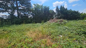 Unbebautes Grundstück mit dichter Vegetation und Bäumen im Hintergrund unter blauem Himmel.