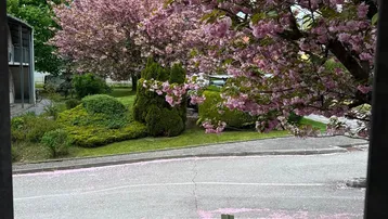Blick aus dem Fenster auf blühende Bäume und eine ruhige Straße mit Grünflächen.