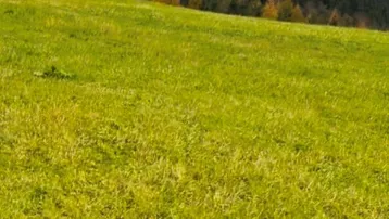 Grüne Wiese mit weitem Blick auf majestätische Berge und bewaldete Hänge unter bewölktem Himmel.