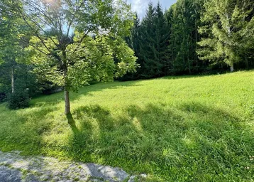 Grüne Wiese mit einzelnen Bäumen und Waldrand im Hintergrund unter blauem Himmel.