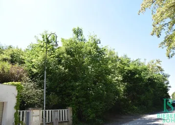 Üppige grüne Vegetation und ein Laternenpfahl an einer ruhigen Straße unter blauem Himmel.