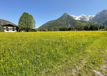 Weitläufiges Blumenfeld mit traditionellem Haus und majestätischem Alpenpanorama im Hintergrund unter blauem Himmel.
