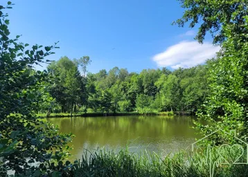 Idyllischer Teich umgeben von dichtem Grün und Bäumen unter blauem Himmel.
