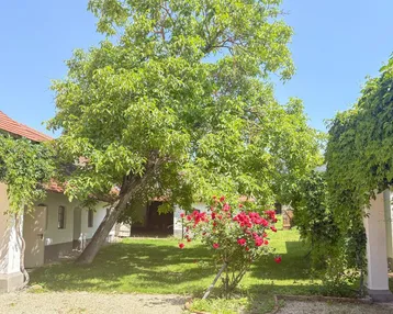 Sonnige Gartenanlage mit altem Baumbestand, Rasenfläche und blühenden Rosen.