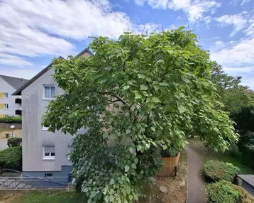 Blick auf einen großen Baum und ein Wohngebäude in der Nachbarschaft.