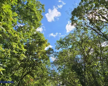 Blauer Himmel mit weißen Wolken, umgeben von dichtem grünen Blätterdach der Bäume.