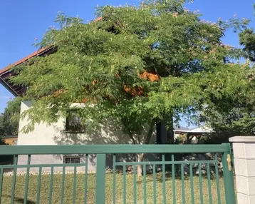 Hausfassade hinter einem grünen Zaun und einem großen Baum mit rosa Blüten.