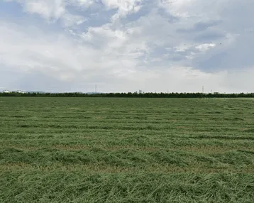 Weites Feld mit frisch gemähtem Gras unter bewölktem Himmel und Blick auf eine entfernte Stadtkulisse.