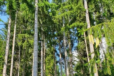 7,3 Hektar gut wüchsiger Wald in steiler Lage mit guten Bonitäten!